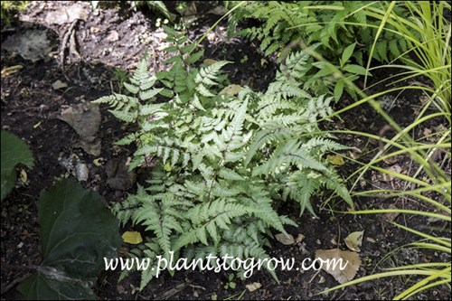 The burgundy mid ribs and stems contrast with the grayish green foliage color.